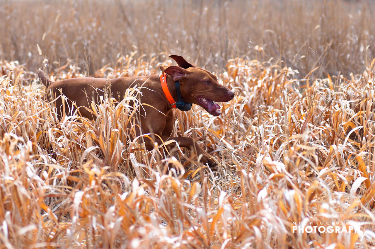 Bosco sprinting through the brush