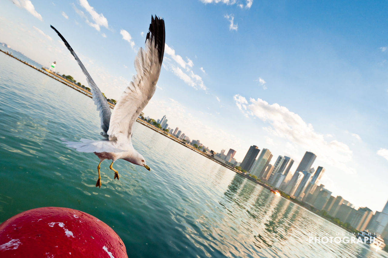 Seagull Launch