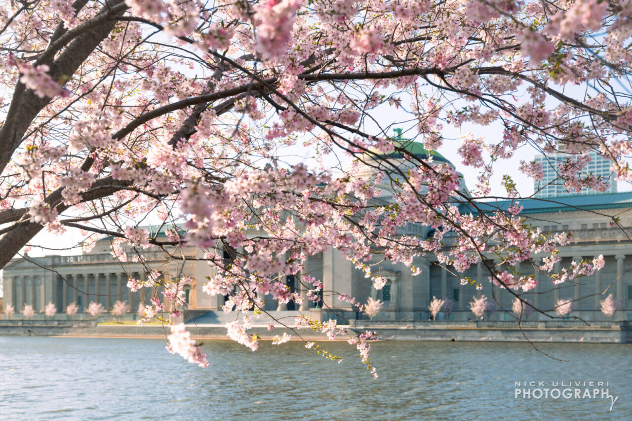 Cherry blossoms in front of the Museum of Science and Industry