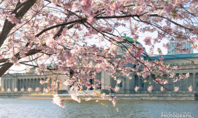Cherry blossoms in front of the Museum of Science and Industry