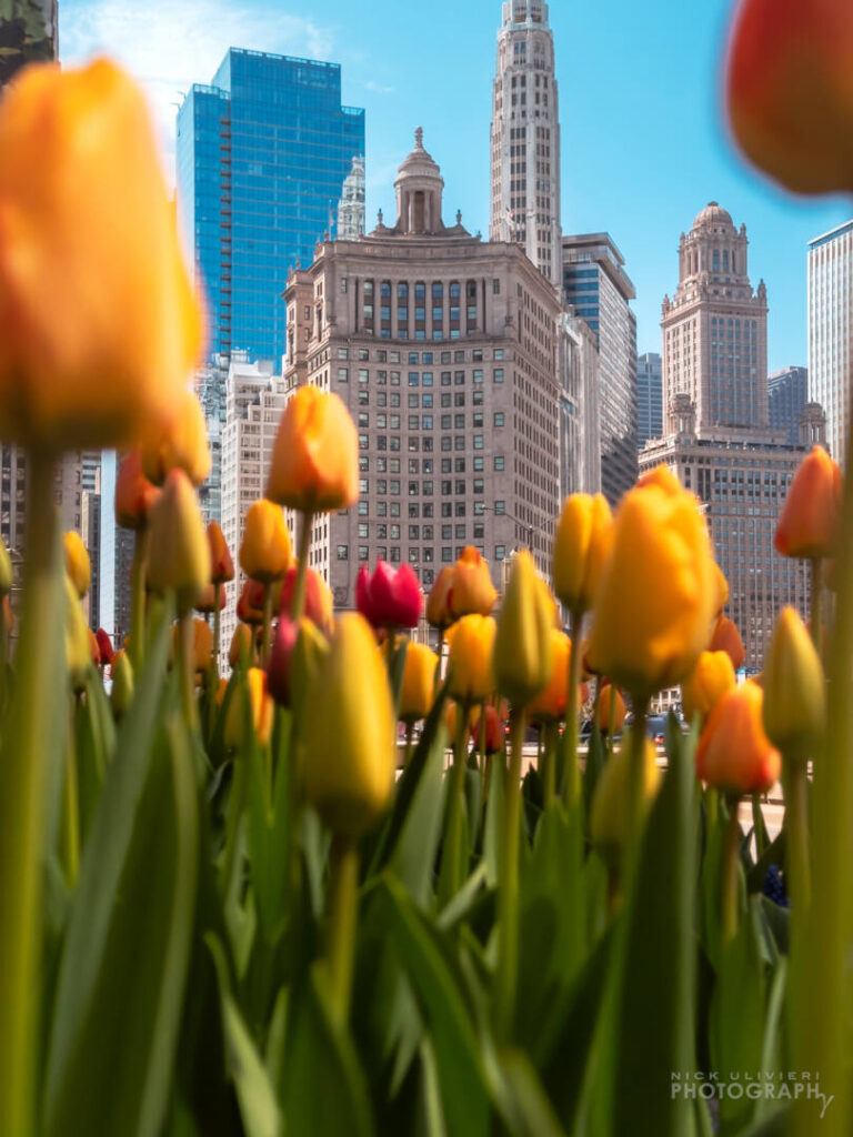 Tulips on Michigan Avenue are in the foreground